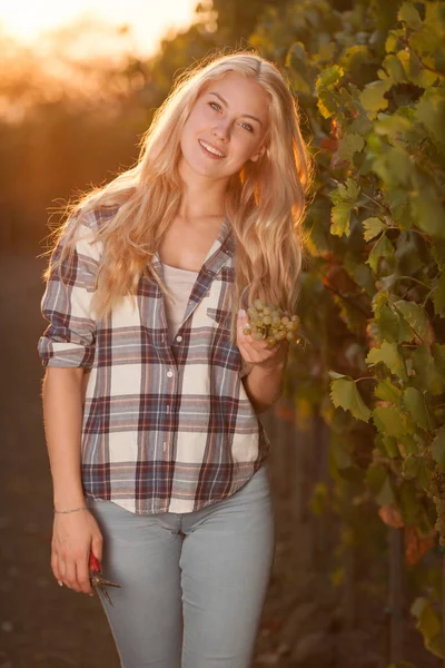 Žena sběr hroznů během vinobraní na vinici na konci autu — Stock fotografie