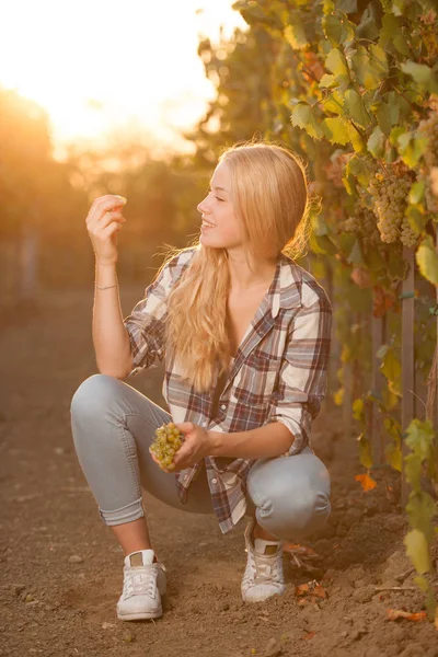 Donna che raccoglie uva durante la vendemmia in vigna in tardo autunno — Foto Stock