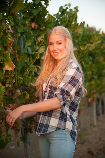 遅い秋の空気にブドウ畑でワインの収穫時期に女性狩りぶどう — ストック写真