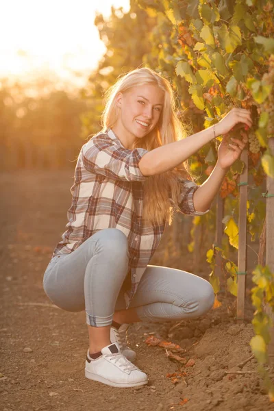 Mujer recogiendo uva durante la cosecha de vino en el viñedo a finales de autu — Foto de Stock