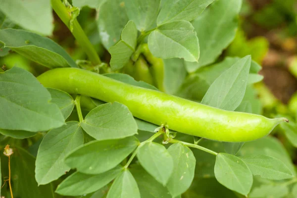 Rostliny Fava fazole v zahradě zralé přeškrtnuté — Stock fotografie