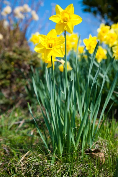 早春の庭に黄色の水仙 — ストック写真