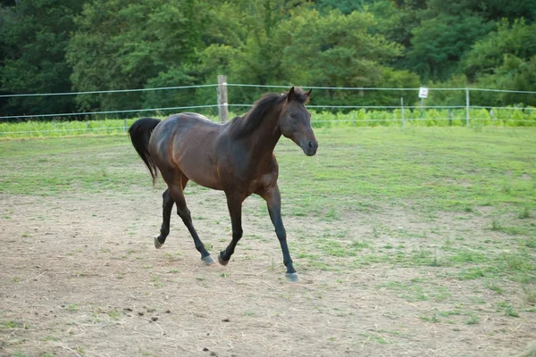 Jovem cavalo correndo em torno do campo — Fotografia de Stock