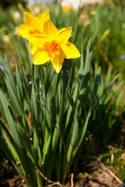 早春の庭に黄色の水仙 — ストック写真