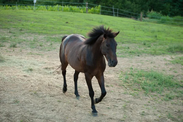 Unghäst som springer runt på fältet — Stockfoto