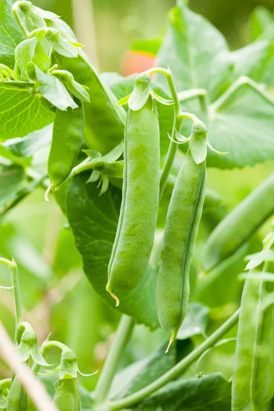 Frische grüne Erbsen auf einer Pflanze im Garten — Stockfoto