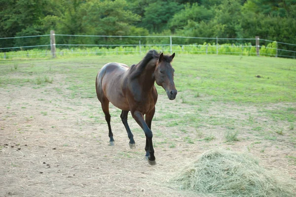 Jovem cavalo correndo em torno do campo — Fotografia de Stock