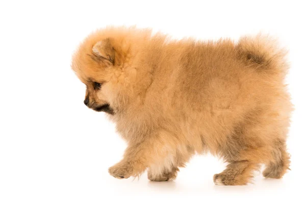 Lindo poco joven pomeranian cob aislado sobre blanco —  Fotos de Stock