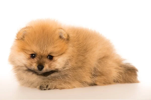 Sevimli küçük genç pomeranian cob beyaz bitti izole — Stok fotoğraf