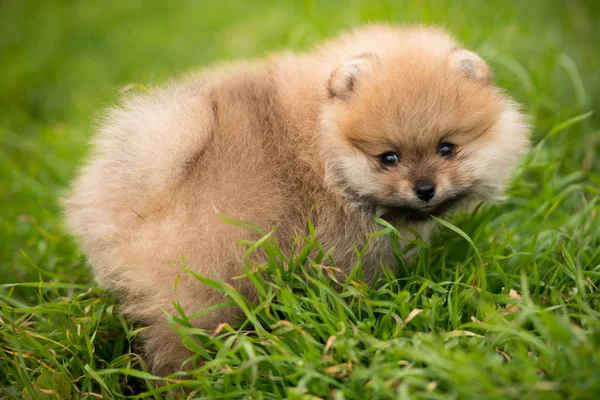 Söt liten ung pomeranian cob spelar på gräs utomhus — Stockfoto