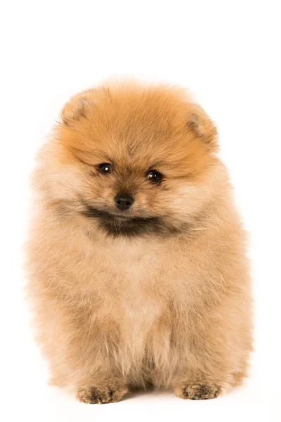 Söt liten ung pomeranian cob isolerade över vita — Stockfoto