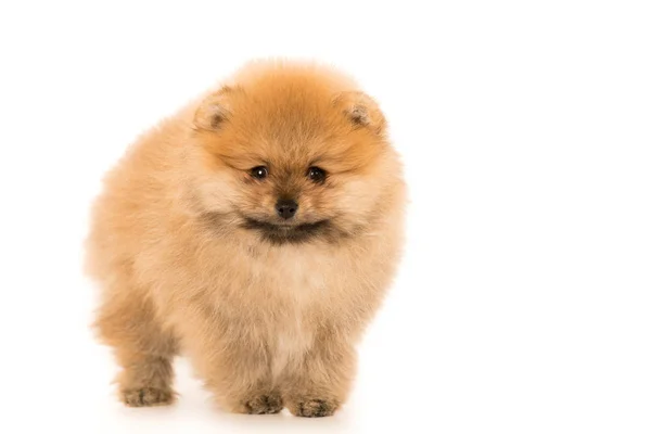 Sevimli küçük genç pomeranian cob beyaz bitti izole — Stok fotoğraf