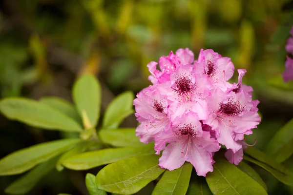 Rosa flor azalea rododendro grupo brillante cerise flores espalda — Foto de Stock