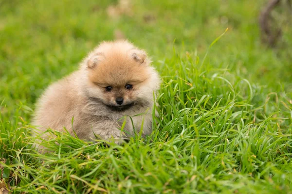 Schattige kleine jonge Pommeren cob spelen op gras buiten — Stockfoto