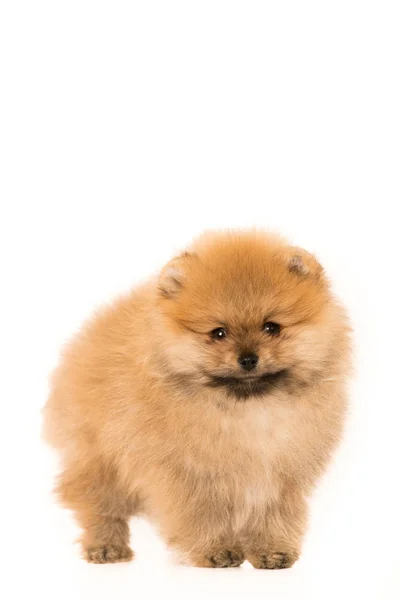 Söt liten ung pomeranian cob isolerade över vita — Stockfoto