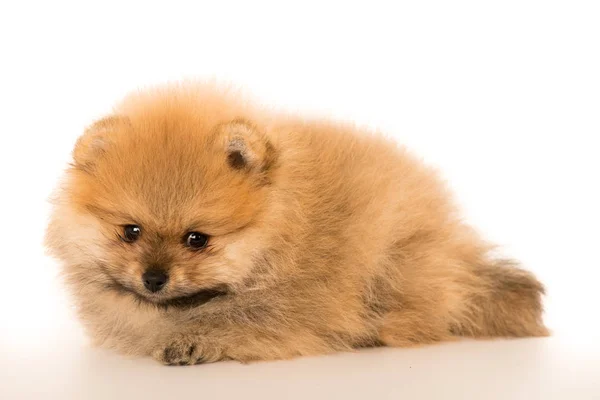 Bonito pouco jovem pomeranian espiga isolado sobre branco — Fotografia de Stock