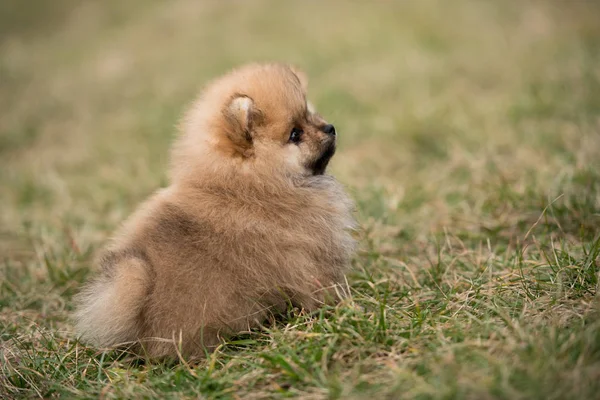 屋外の芝生で遊ぶかわいい小さな若いポメラニアン cob — ストック写真