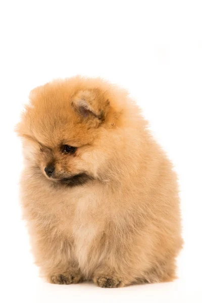 Sevimli küçük genç pomeranian cob beyaz bitti izole — Stok fotoğraf