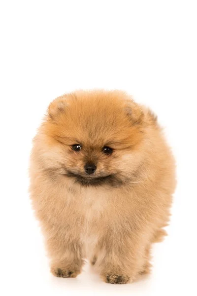 Cute Little young pomeranian cob isolated over white — Stock Photo, Image