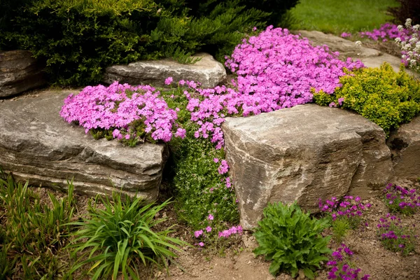 Flowering rock garden in spring. Different bushes and flowers bl