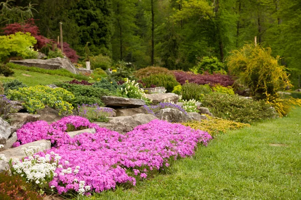 Giardino Roccioso Fiorito Primavera Diversi Cespugli Fiori Che Sbocciano Sulle — Foto Stock