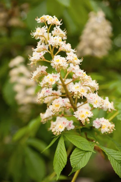 Fleur de buskeye fleurissant au début du printemps — Photo