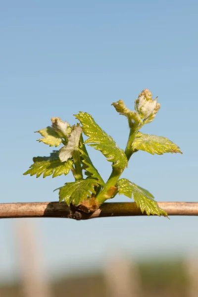 Branch of vine  with first green leaves in vineyard in early spr — Stock Photo, Image