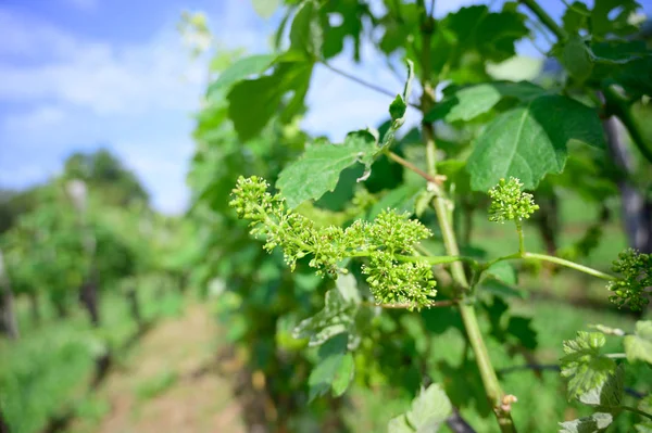 Vine blossom in vineyard in early spring — Stock Photo, Image