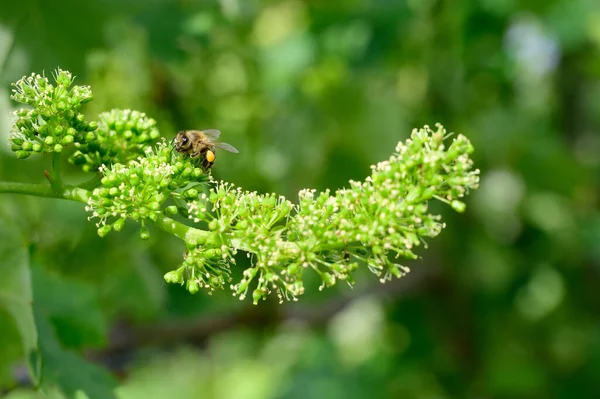 Honey bees pollinating vine blossom in vineyard in early spring — Stock Image Honey Bees Pollinating Vine Blossom Vineyard Early Spring Royalty Free Stock Images
