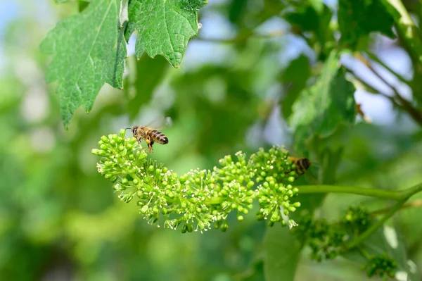 Honey bees pollinating vine blossom in vineyard in early spring — Stock Image Honey Bees Pollinating Vine Blossom Vineyard Early Spring Stock Image