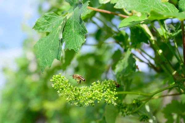 Honey bees pollinating vine blossom in vineyard in early spring — Stock Image Honey Bees Pollinating Vine Blossom Vineyard Early Spring Royalty Free Stock Images