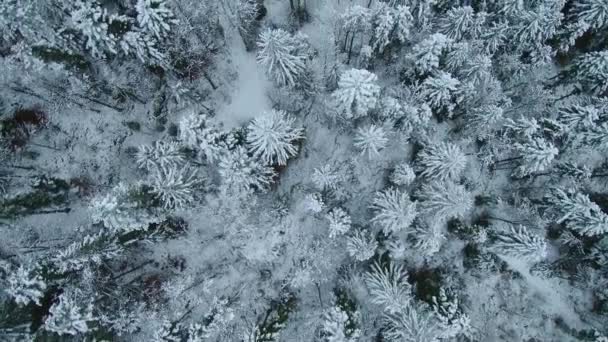 暴风雪过后冬季冰冻森林的鸟瞰图 — 图库视频影像
