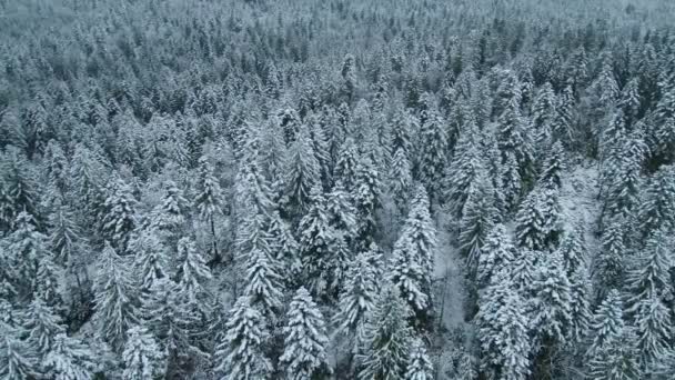 Воздушный Вид Замерзшего Леса Зимой После Снежной Бури — стоковое видео