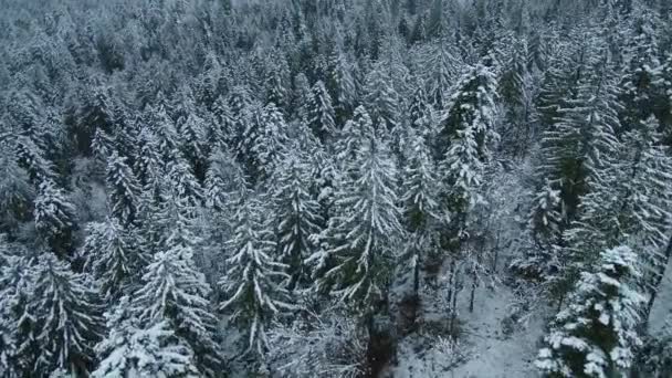 暴风雪过后冬季冰冻森林的鸟瞰图 — 图库视频影像