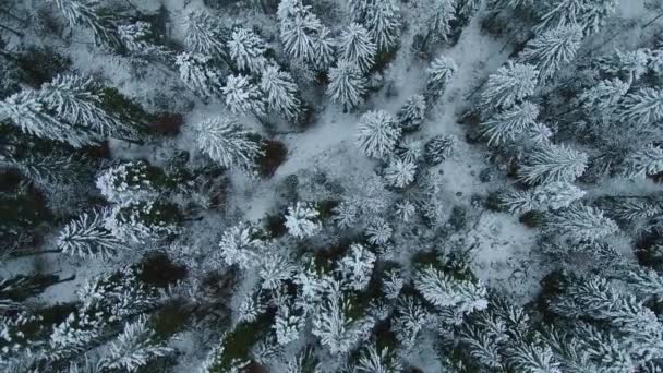 暴风雪过后冬季冰冻森林的鸟瞰图 — 图库视频影像