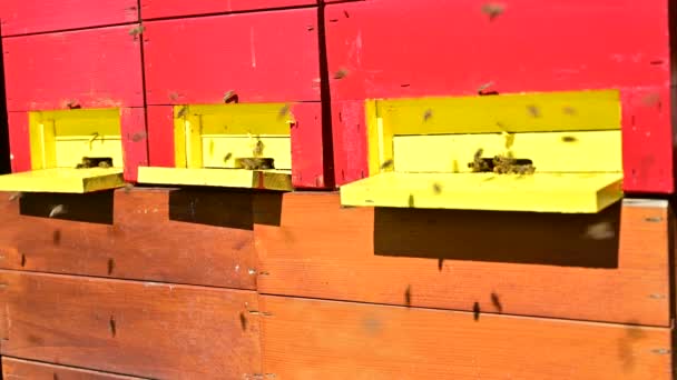 Медовые Пчелы Садятся Пчелиный Улей Солнечный Весенний День — стоковое видео