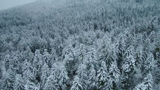 Snöiga Landet Frusen Skog Efter Snöstorm Vintern — Stockvideo