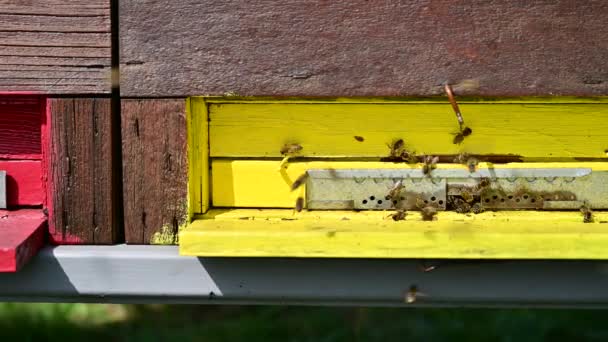 Honingbijen Landen Bijenkorf Zonnige Vroege Lentedag — Stockvideo