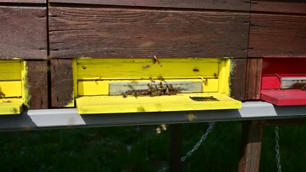 Honey Bees Landing Bee Hive Suny Early Spring Day — Stock Video