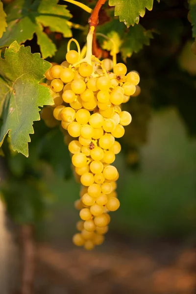 Dojrzałe Białe Winogrona Winnicy Jesienią Tuż Przed Zbiorami — Zdjęcie stockowe