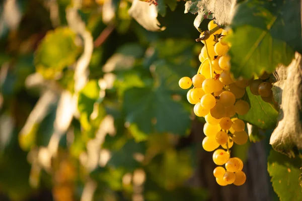 Ripe White Grape Vineyard Autumn Just Harvest — Stock Photo, Image