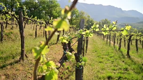 Junge Frische Grüne Reben Weinberg Zeitigen Frühling — Stockvideo