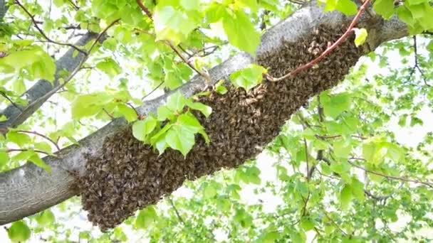 Enxame Abelhas Pendurado Ramo Tília Início Primavera Colônia Abelhas — Vídeo de Stock