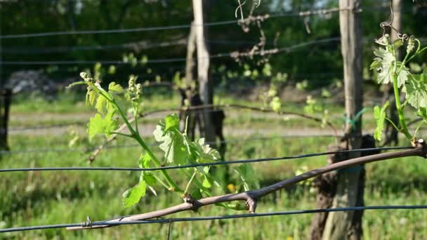 Młode Świeże Zielone Gałęzie Winorośli Winnicy Wczesną Wiosną — Wideo stockowe
