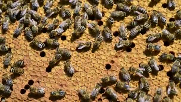Bijenkolonie Bijenkoningin Nesten Eieren Korf Honingraat Met Honingbijen Rondom — Stockvideo