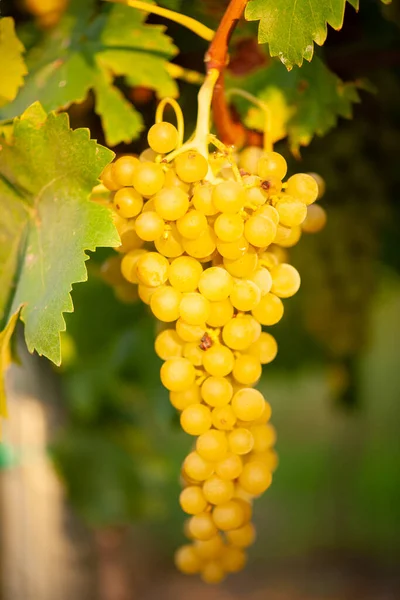 Ripe White Grape Vineyard Autumn Just Harvest — Stock Photo, Image