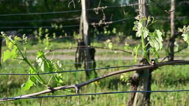 Junge Frische Grüne Reben Weinberg Zeitigen Frühling — Stockvideo