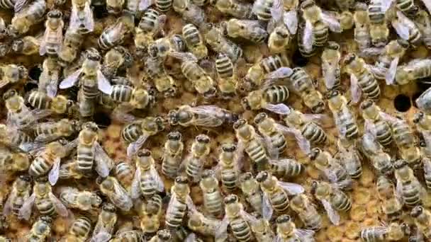 Bee Colony Bee Queen Nests Egs Hive Honeycomb Honey Bees — Stock Video