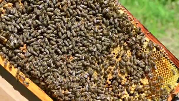 蜂のコロニー 蜂の女王蜂の巣で蜂の巣で蜂の巣周り — ストック動画