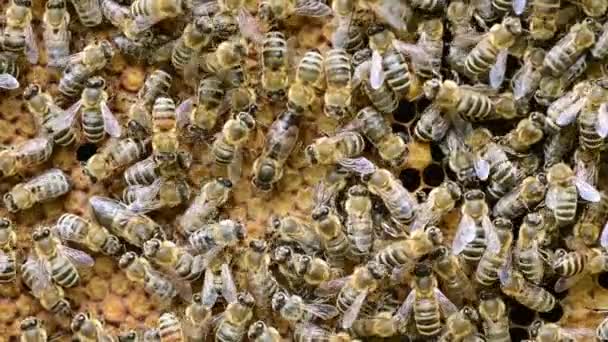 Bee Koloni Drottning Bon Ägg Vara Kupa Bikaka Med Honungsbin — Stockvideo